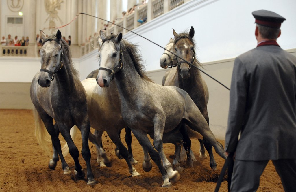 Oesterreich_Spanische_Hofreitschule_XPZ101.jpg