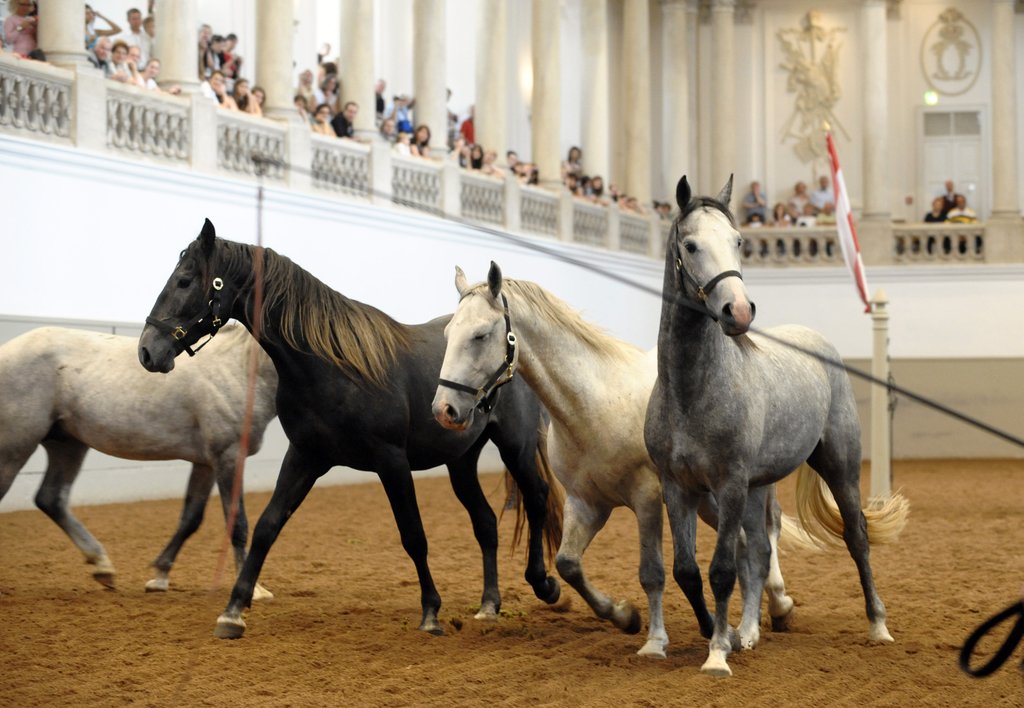 Oesterreich_Spanische_Hofreitschule_XPZ102.jpg