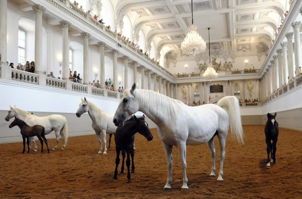 Oesterreich_Spanische_Hofreitschule_XPZ104.jpg