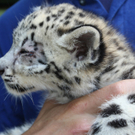 ZooSBG_Schneeleopard1.jpg