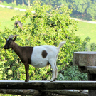 KOE_Wildpark JHV 25_jpg-1310646960