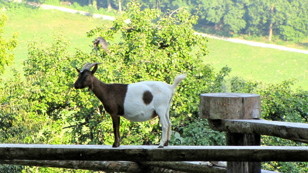 KOE_Wildpark JHV 25_jpg-1310646960