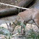 KOE_Wildpark JHV 26_jpg-1310646971