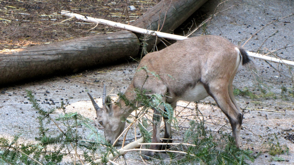 KOE_Wildpark JHV 26_jpg-1310646971