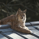 KOE_Wildpark JHV 27_jpg-1310646976