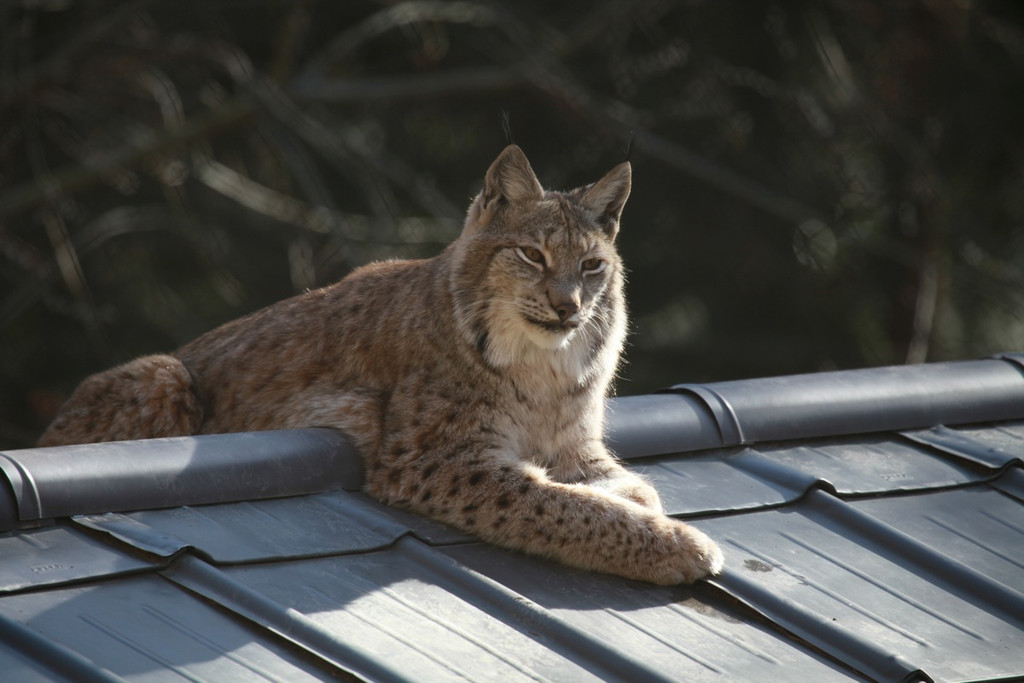 KOE_Wildpark JHV 27_jpg-1310646976