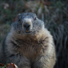 KOE_Wildpark JHV 28_jpg-1310646981