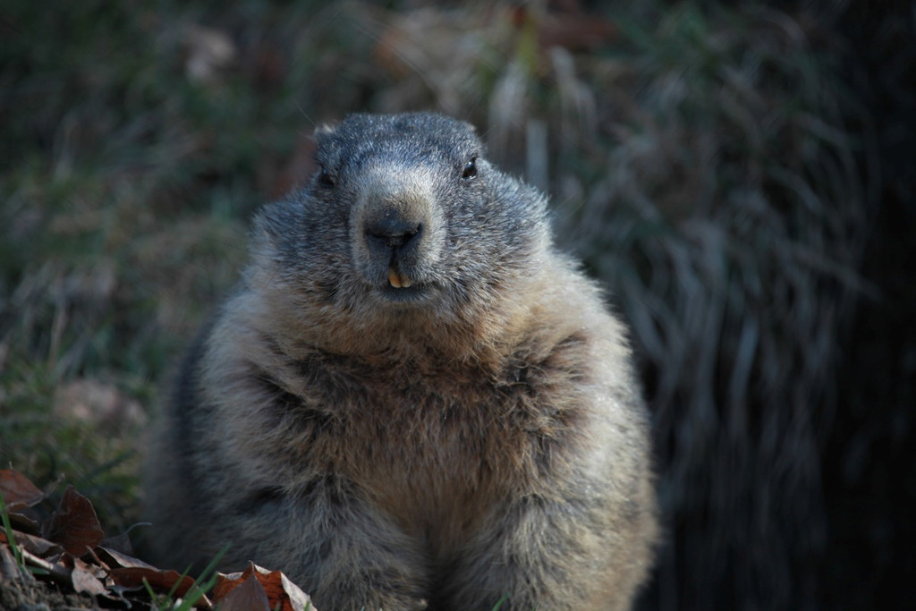 KOE_Wildpark JHV 28_jpg-1310646981