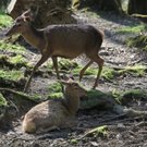 KOE_Wildpark JHV 29_jpg-1310646991