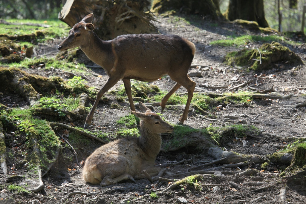 KOE_Wildpark JHV 29_jpg-1310646991