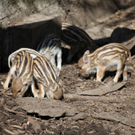 KOE_Wildpark JHV 30_jpg-1310647000