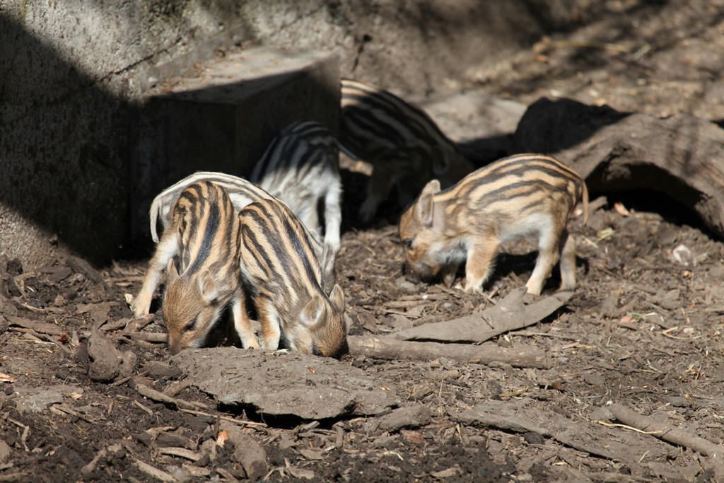 KOE_Wildpark JHV 30_jpg-1310647000