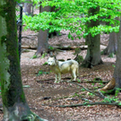 KOE_Wildpark JHV 31_jpg-1310647007