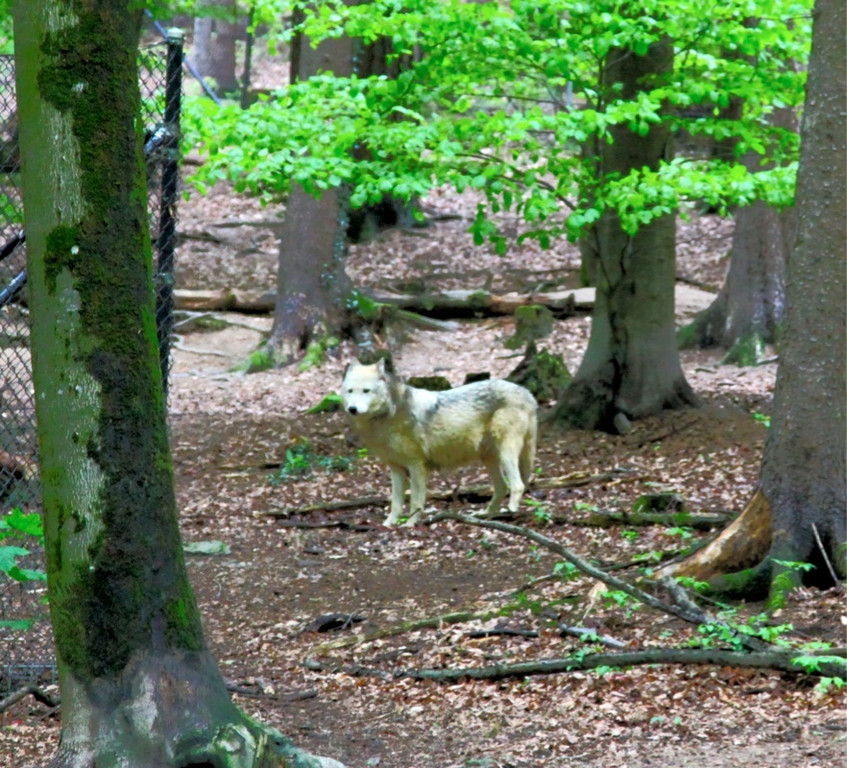 KOE_Wildpark JHV 31_jpg-1310647007