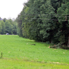 Bilder der Fichte