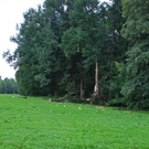 normal_14072011baumblitzwm2aktivnews_02.jpg