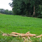 normal_14072011baumblitzwm2aktivnews_03.jpg