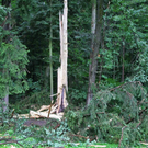 normal_14072011baumblitzwm2aktivnews_04.jpg