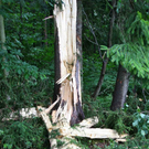 normal_14072011baumblitzwm2aktivnews_05.jpg