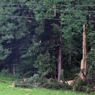 normal_14072011baumblitzwm2aktivnews_07.jpg