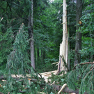 normal_14072011baumblitzwm2aktivnews_08.jpg