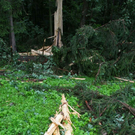 normal_14072011baumblitzwm2aktivnews_10.jpg