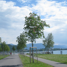 Baumschnittkurs am See 2011 _11__jpg-1310655991