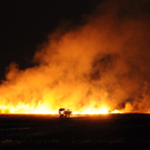 Feld in Wien-Donaustadt in Vollbrand (14.7.2011)