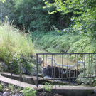 Spehler Zufahrt Oberlochauer Bach 2011 _17__jpg-1310726994