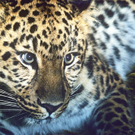 amur.jpg
