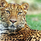 amur1.jpg