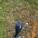 normal_15072011fmt_anthering_ta_008.jpg