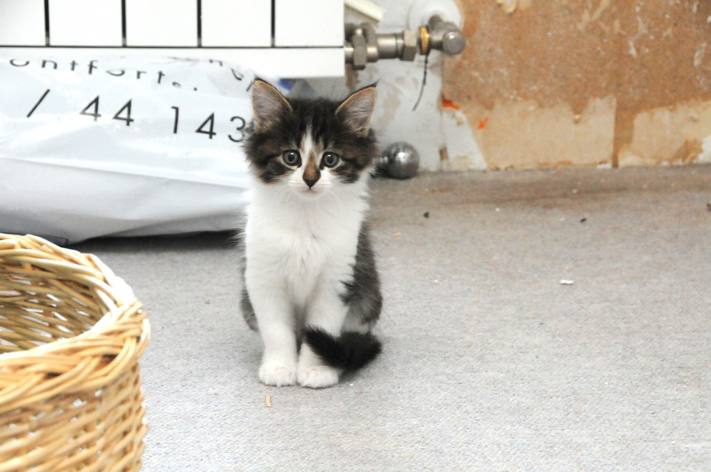 DSC_0181_JPG-1310752296