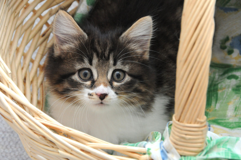 DSC_0195_JPG-1310752331