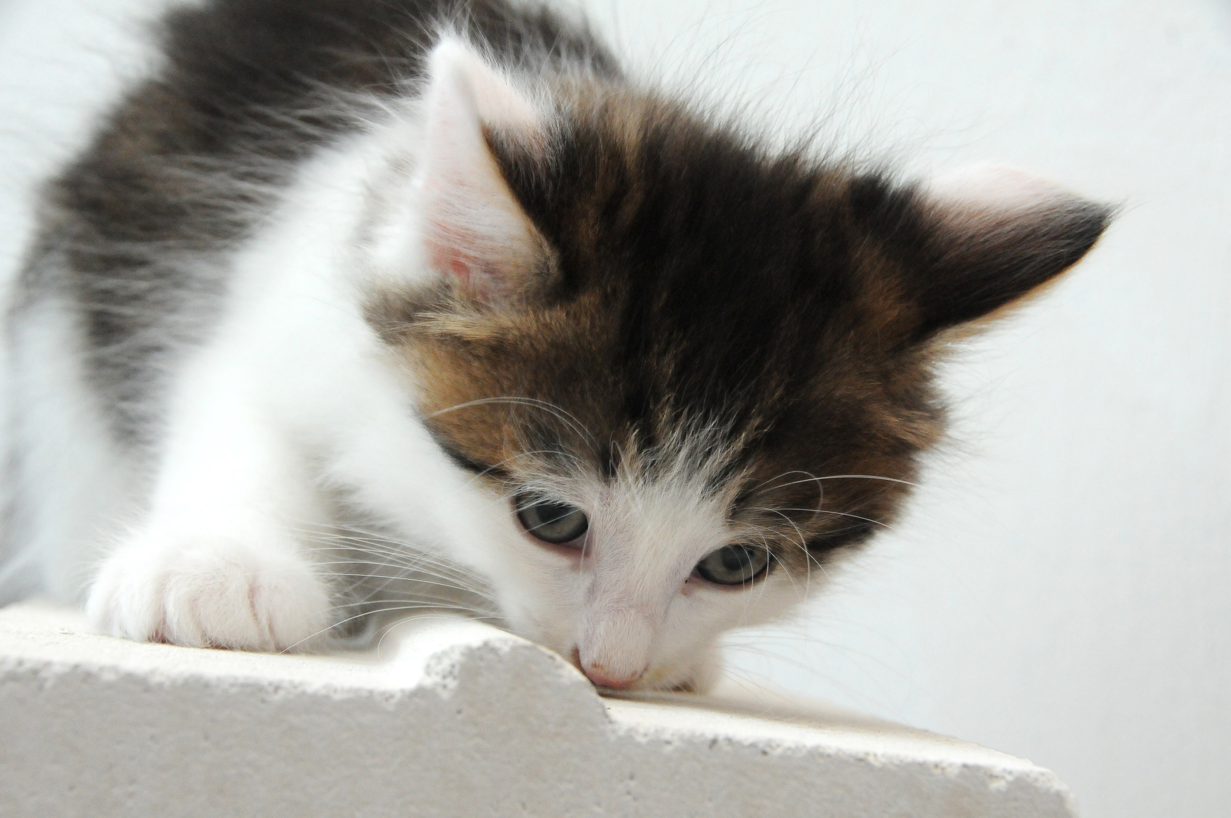 DSC_0217_JPG-1310752507