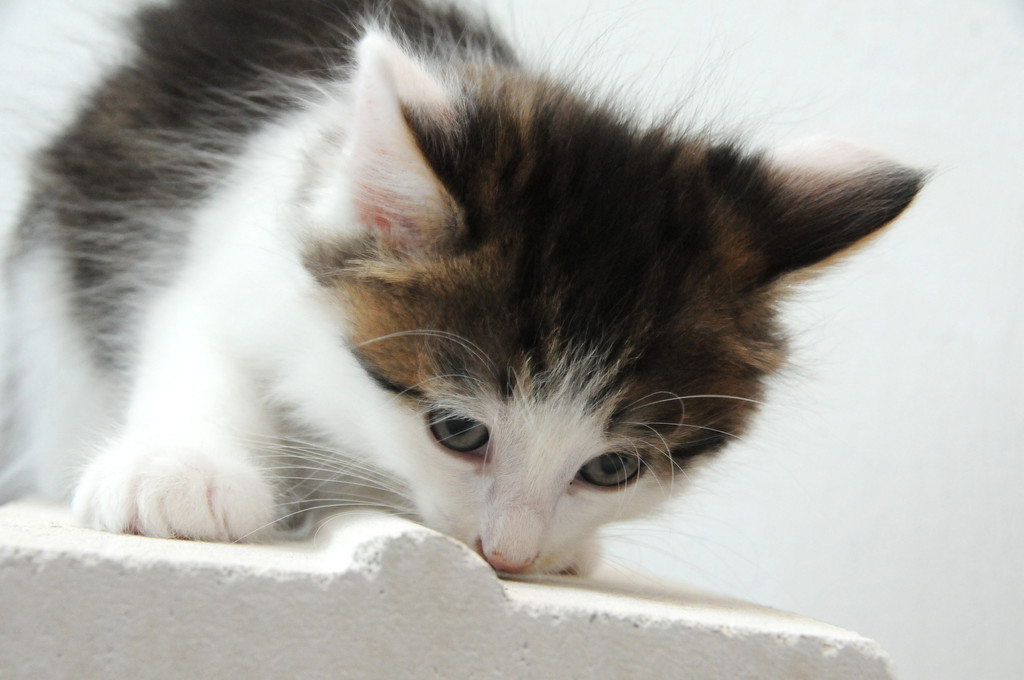 DSC_0217_JPG-1310752507