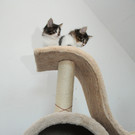 DSC_0241_JPG-1310752538