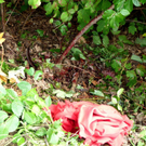 15072011vuantheringhthaktivnews_35.jpg