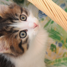 DSC_0208_JPG-1310800885