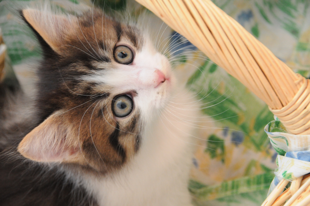 DSC_0208_JPG-1310800885