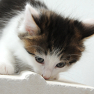 DSC_0217_JPG-1310800919