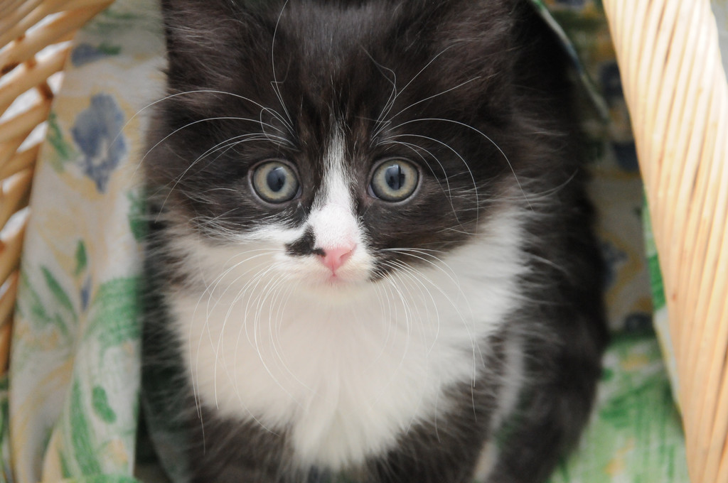 DSC_0199_JPG-1310828022