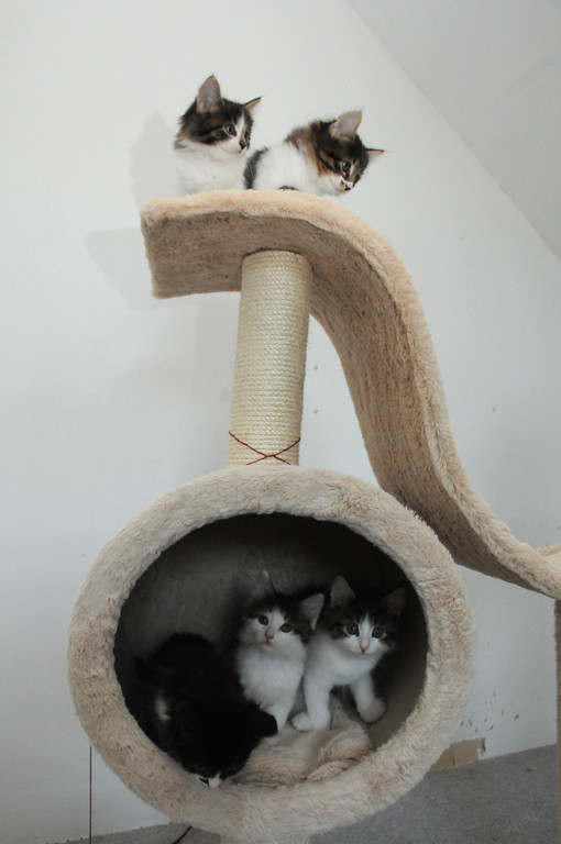 DSC_0241_JPG-1310828155