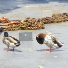 111_8095_JPG-1310950322