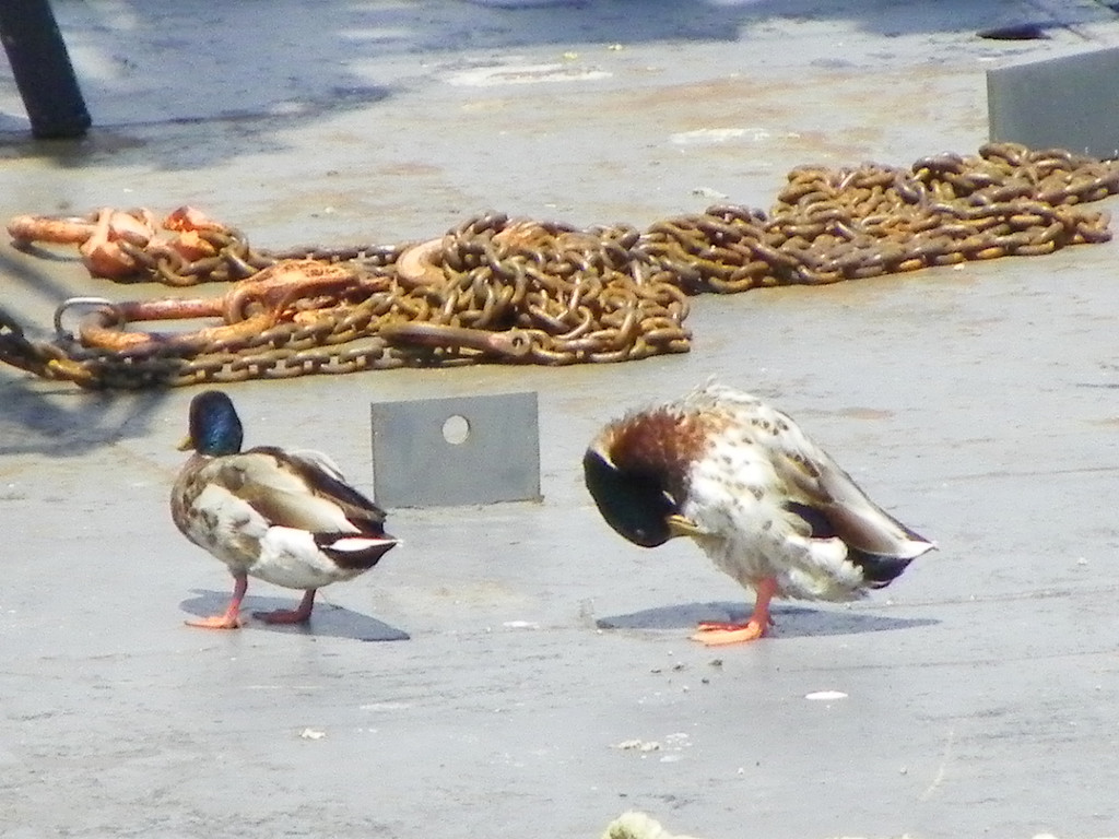 111_8095_JPG-1310950322