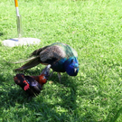 normal_17072011fmt_gutaiderbichl_mw_09.jpg