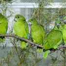 Schmuggelpapageie bekommen Nachwuchs in Schönbrunn