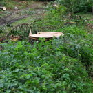 normal_18072011fmt_bauarbeitenvolksgarten_mw_09.jpg