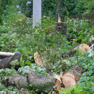 normal_18082011eschenwm2aktivnews_09.jpg
