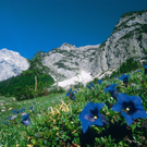 Enzian_Karwendel.jpg